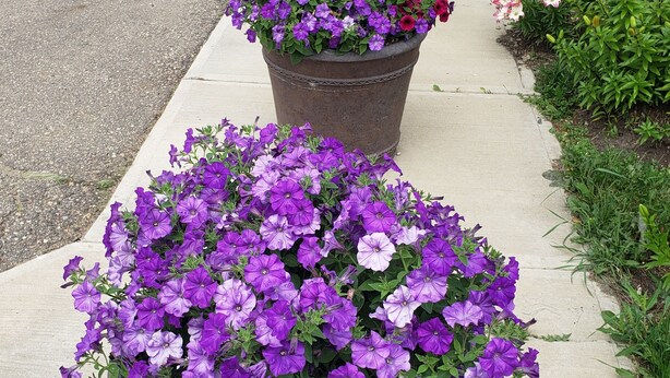 A sidewalk with large flower planters containing purple flowers. - Dockside Inn (Cold Lake)
