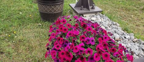 A garden with flower beds and a metal structure.