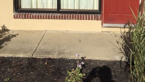 Un edificio con puerta roja, una ventana con cortinas y un pequeño jardín con plantas.
