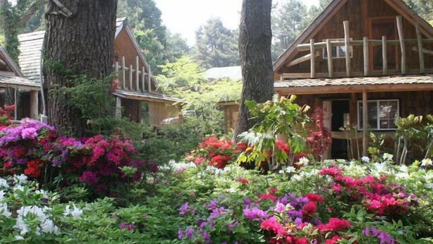 Property grounds - Log Park (Jeju City)