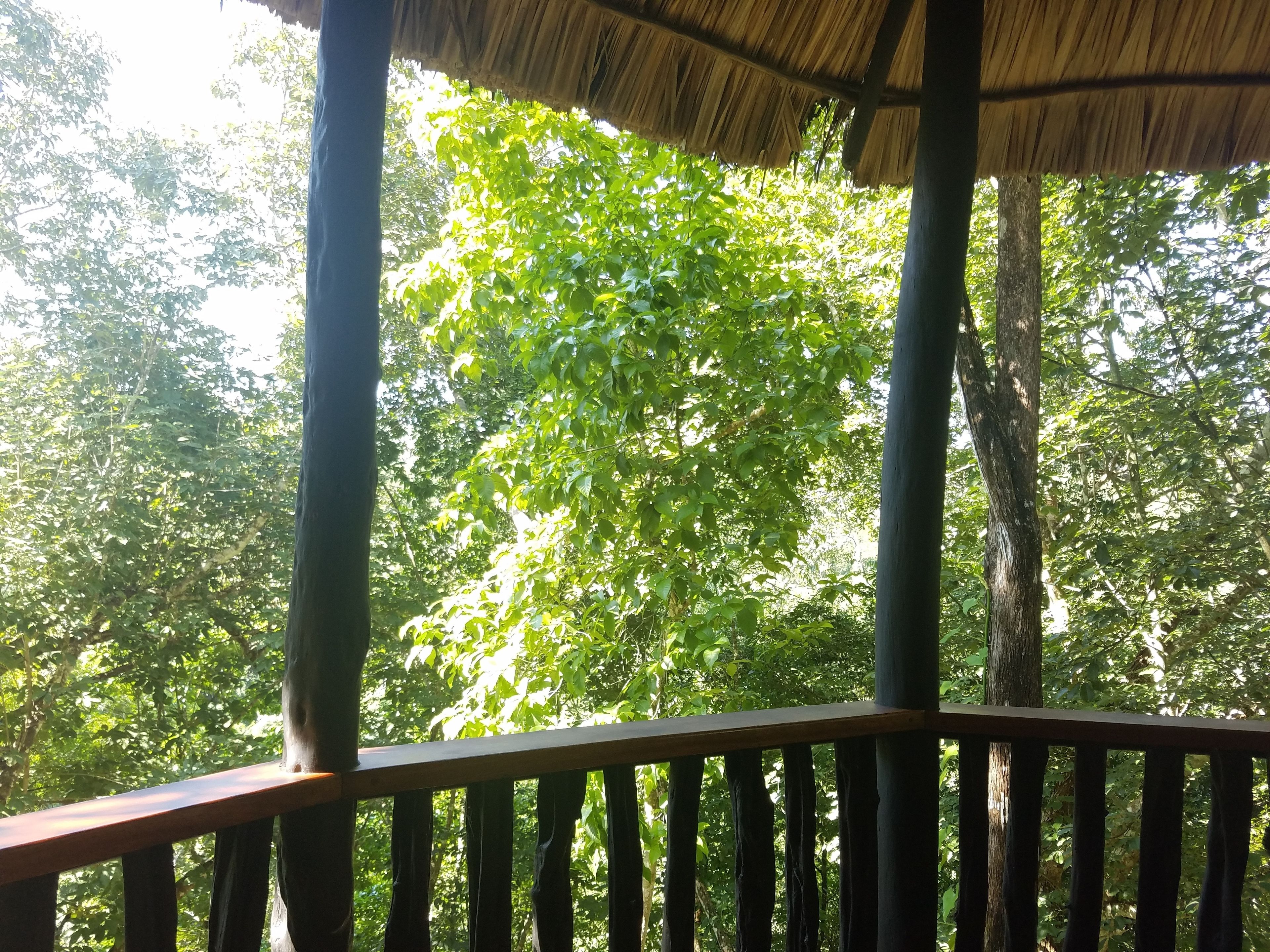 Una terrazza in legno con tetto di paglia, circondata da rigogliosi alberi verdi.