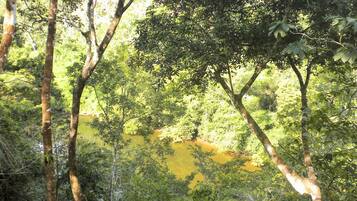 Une vue d’une zone boisée traversée par une rivière.