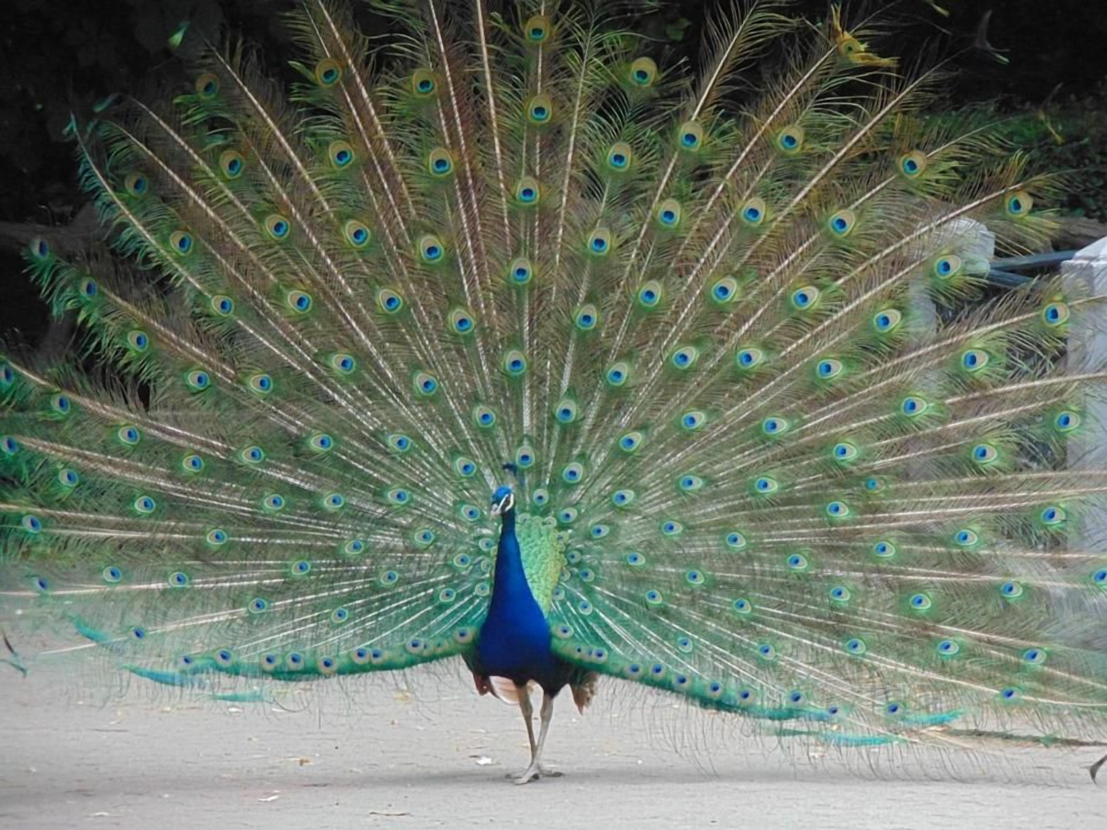 Ein Pfau spreizt stolz seinen fächerartigen Schwanz.