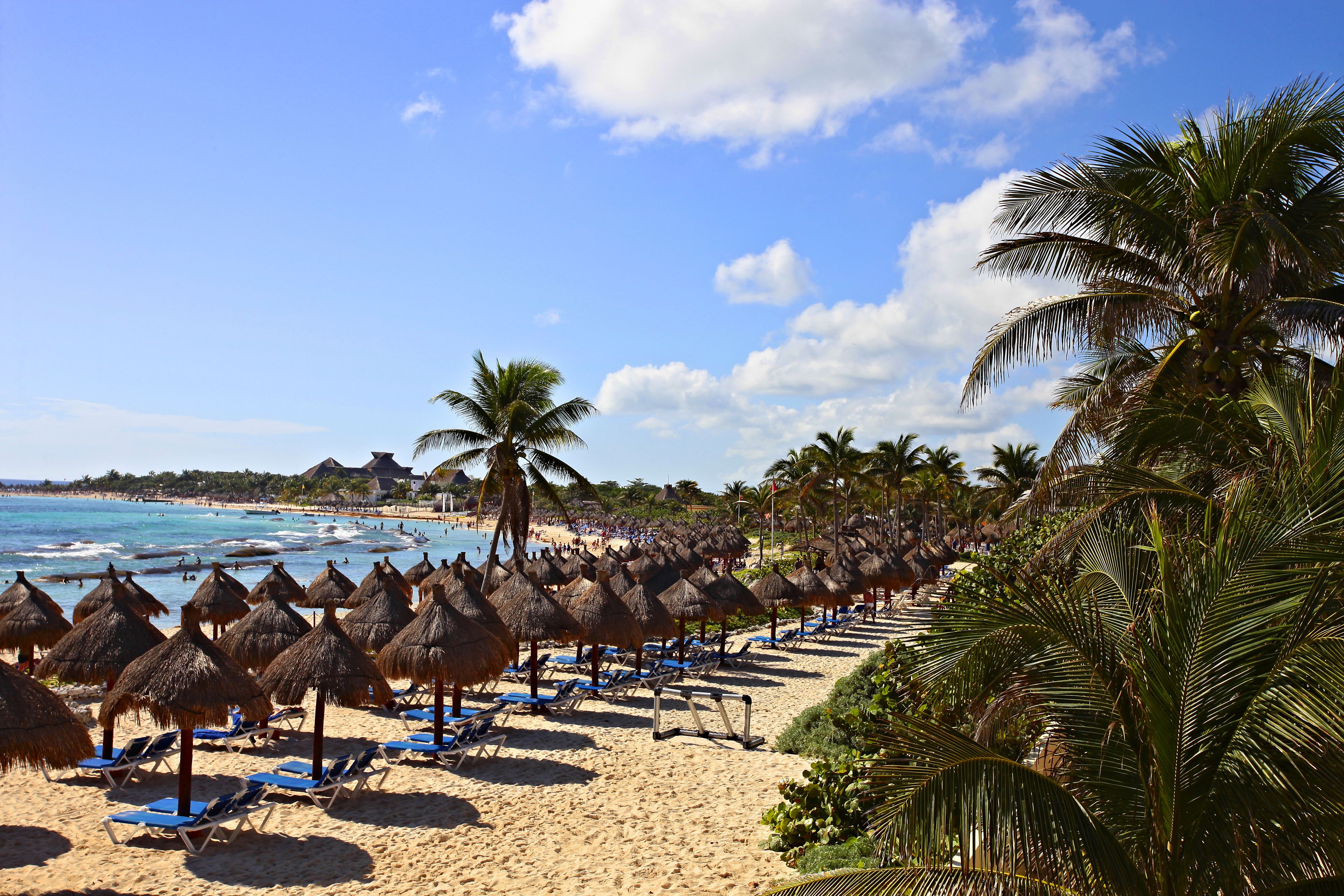 A beach with rows of thatched umbrellas and blue lounge chairs, palm trees, and a clear view of the ocean.