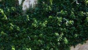 A building with a stone facade partially covered by green ivy. - Vall de Pollença (Pollenca)