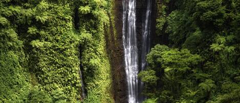 A waterfall surrounded by dense green forest.