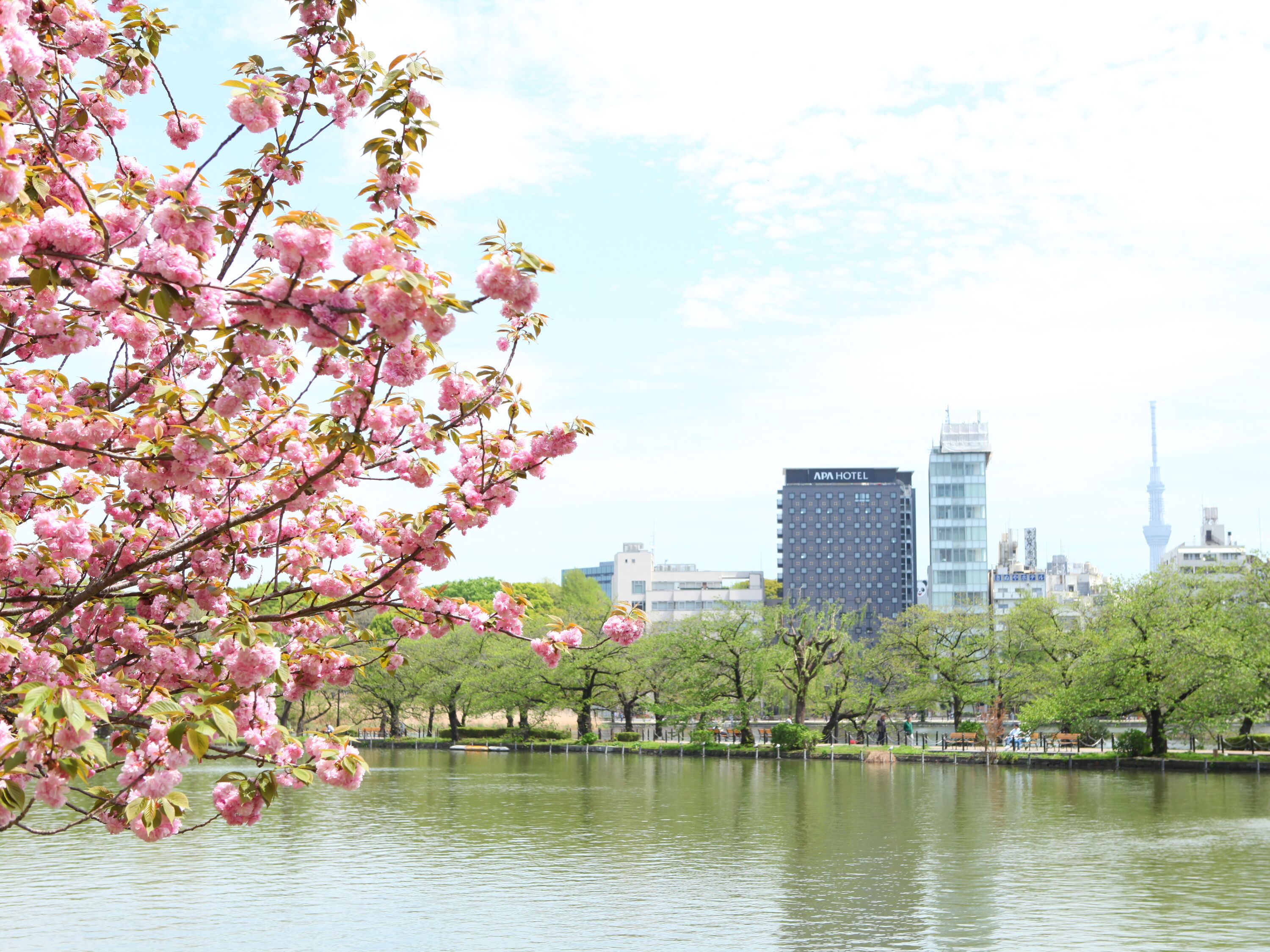 Um parque com cerejeiras em flor e vista para a paisagem urbana, incluindo uma torre alta e o Hotel APA.