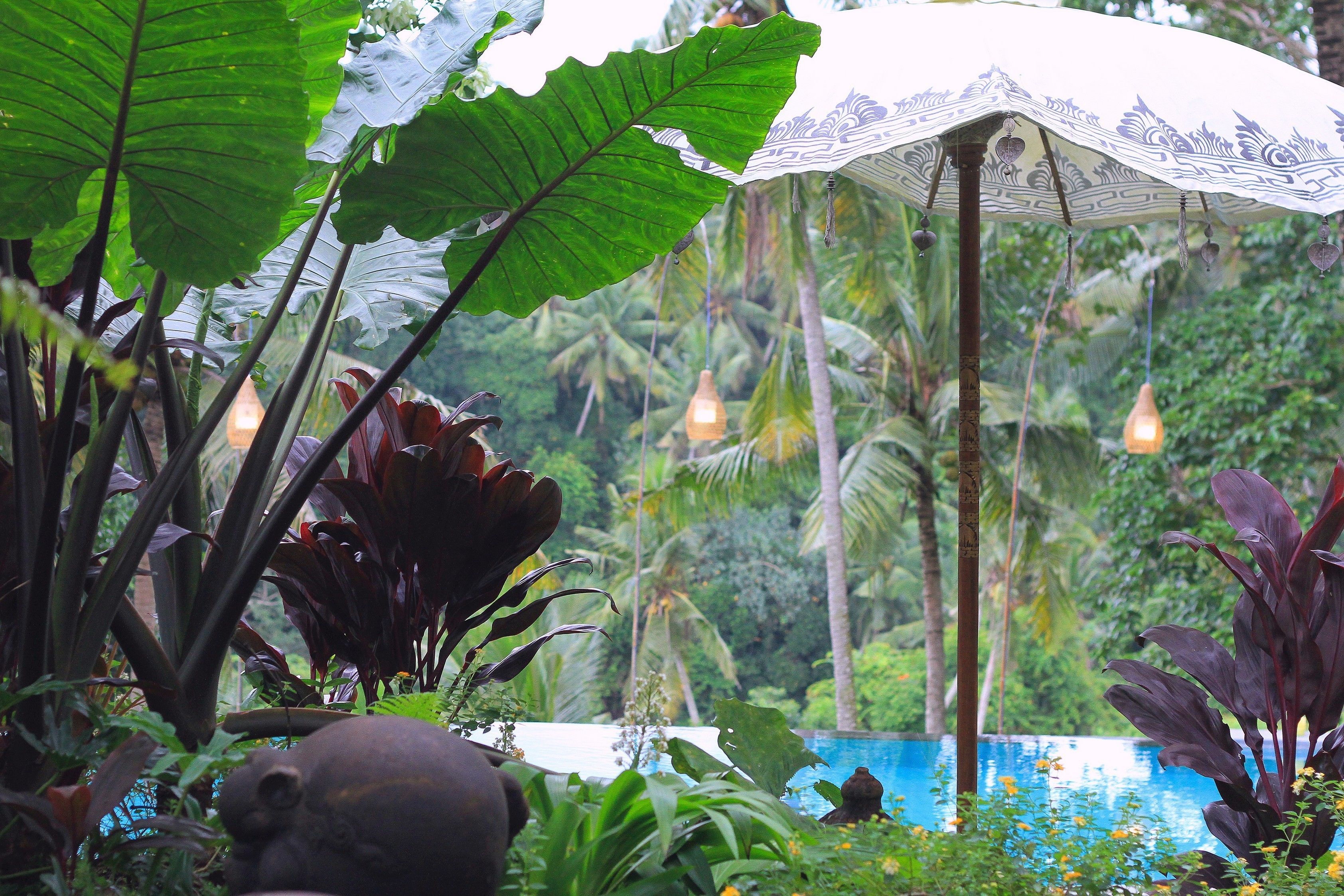 A lush garden with a pool, large tropical plants, and hanging lanterns.
