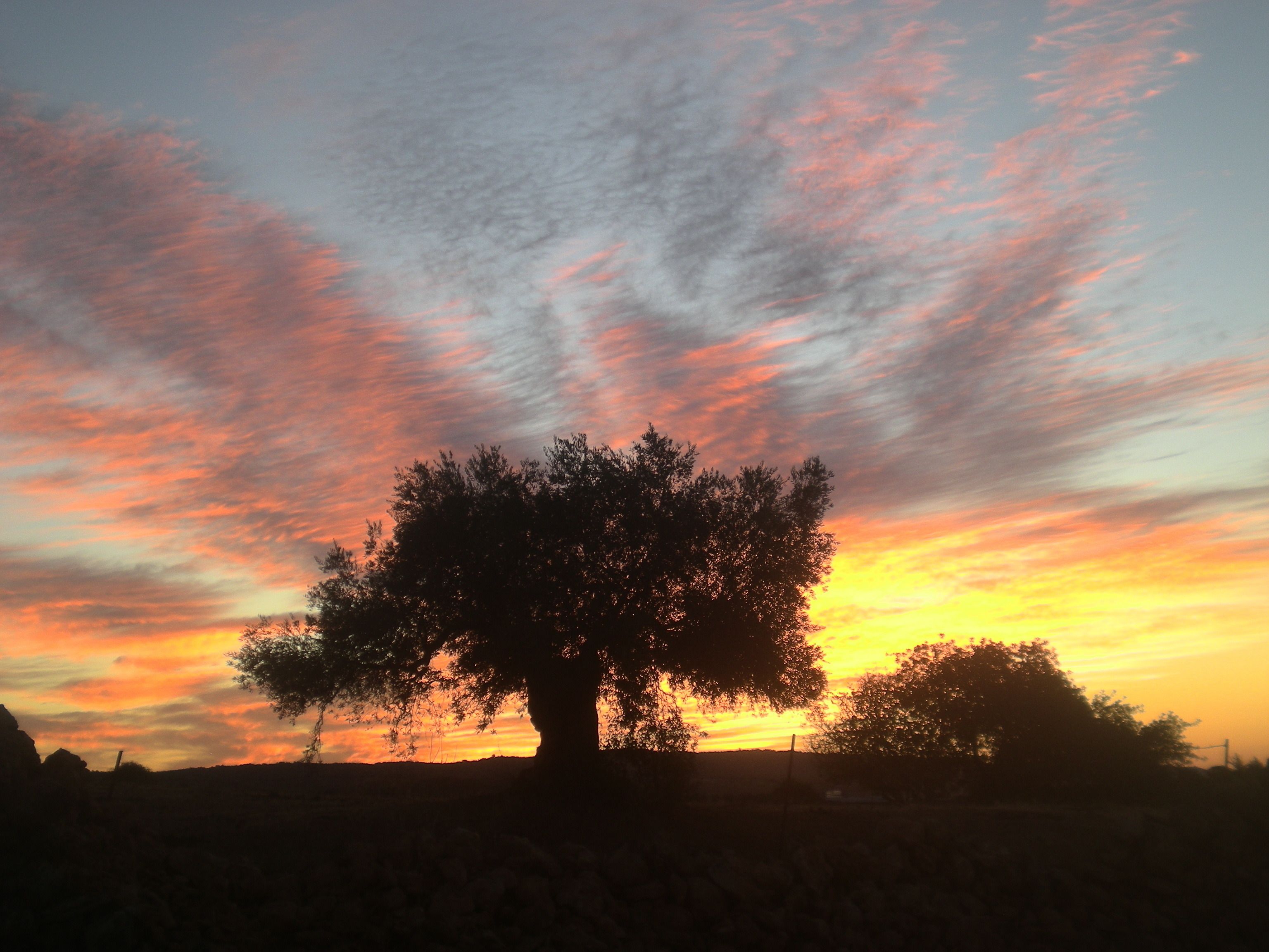 Silueta d'un arbre davant un cel al capvespre.
