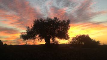 Silueta d'un arbre davant un cel al capvespre.