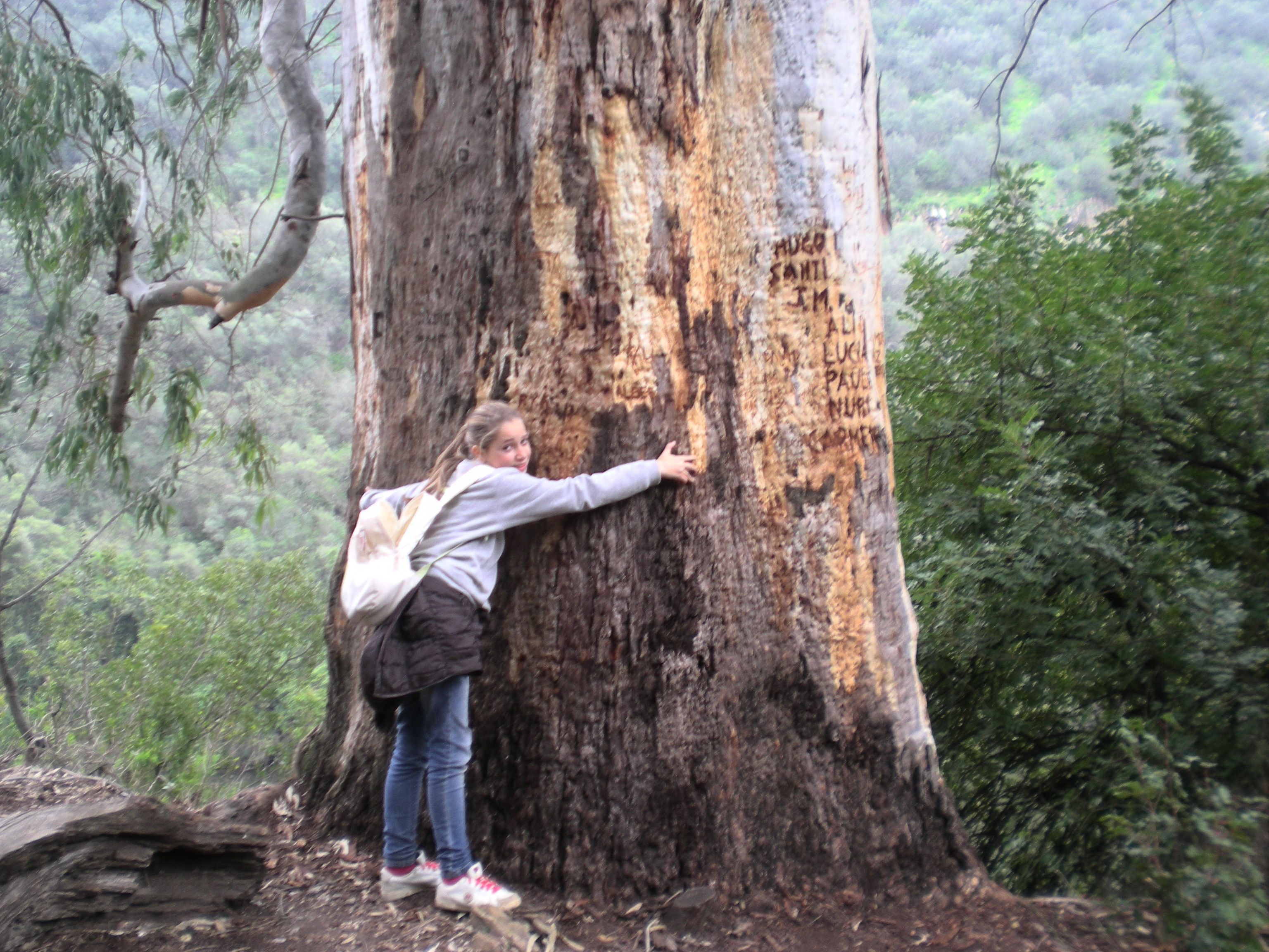 A person leaning against a large tree with visible carvings.