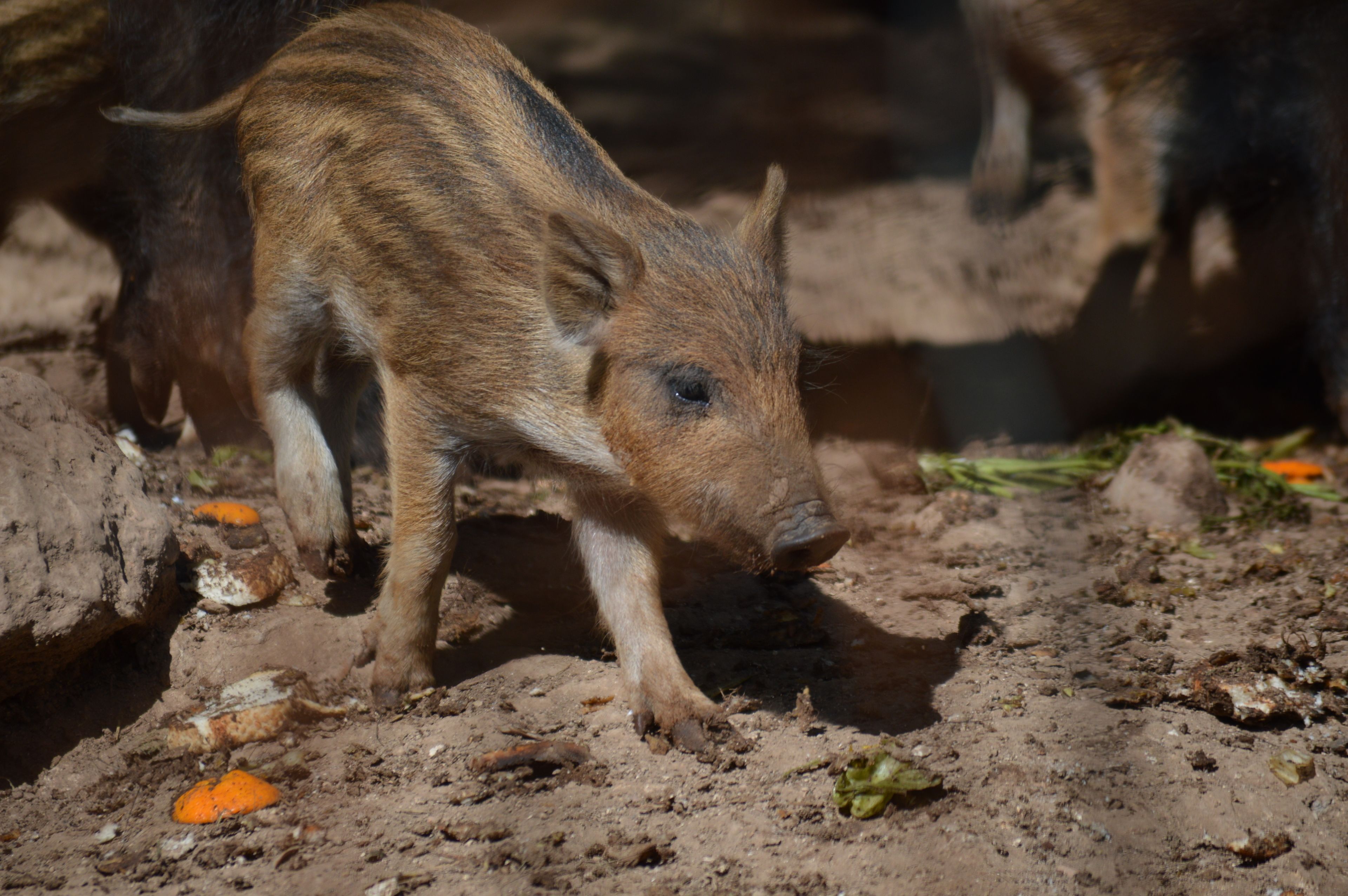 A piglet in a dirt enclosure with scattered orange objects and green vegetation.
