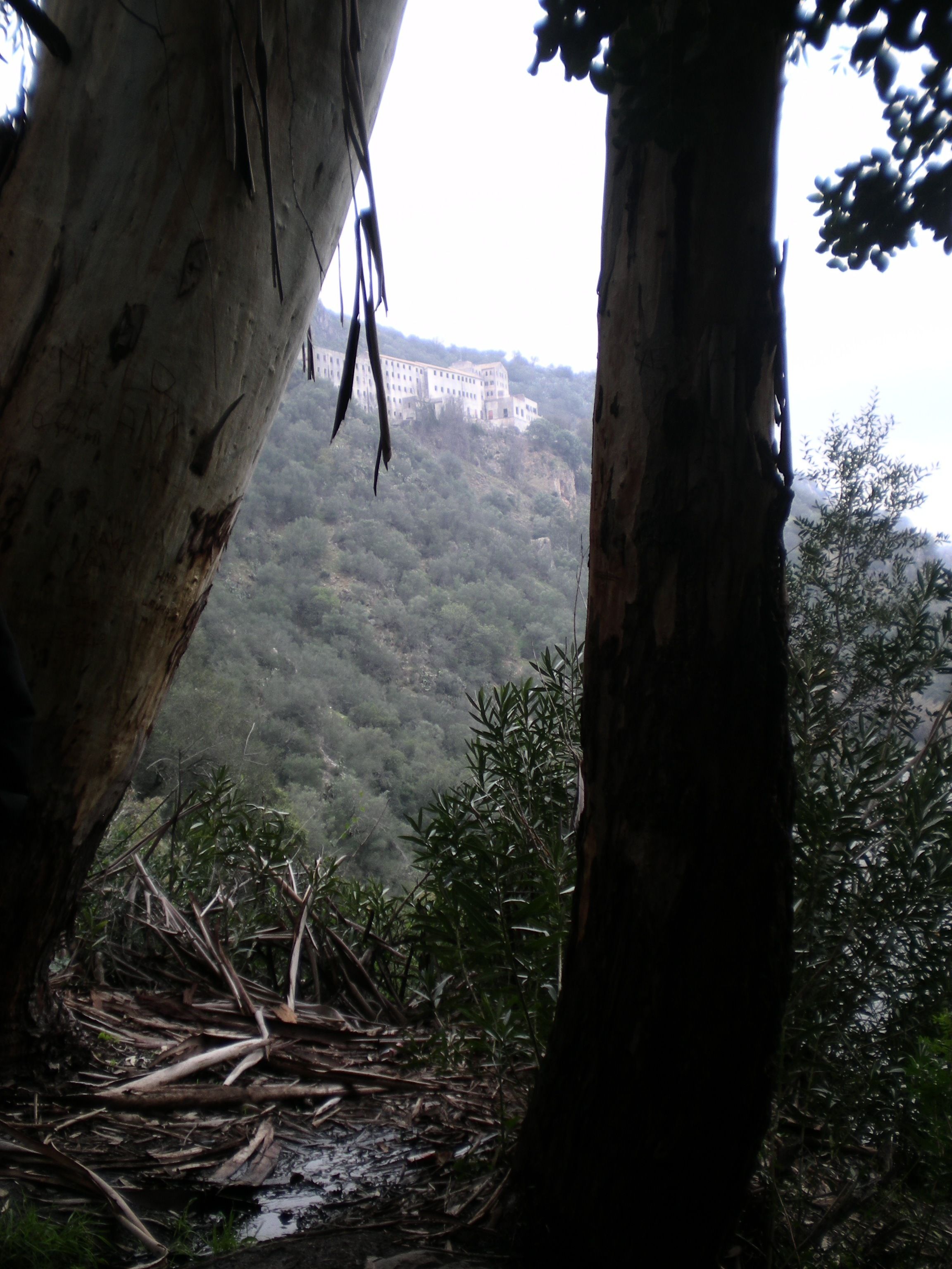 Vista a través del dosser d'un arbre sobre un vessant amb un edifici a la distància.