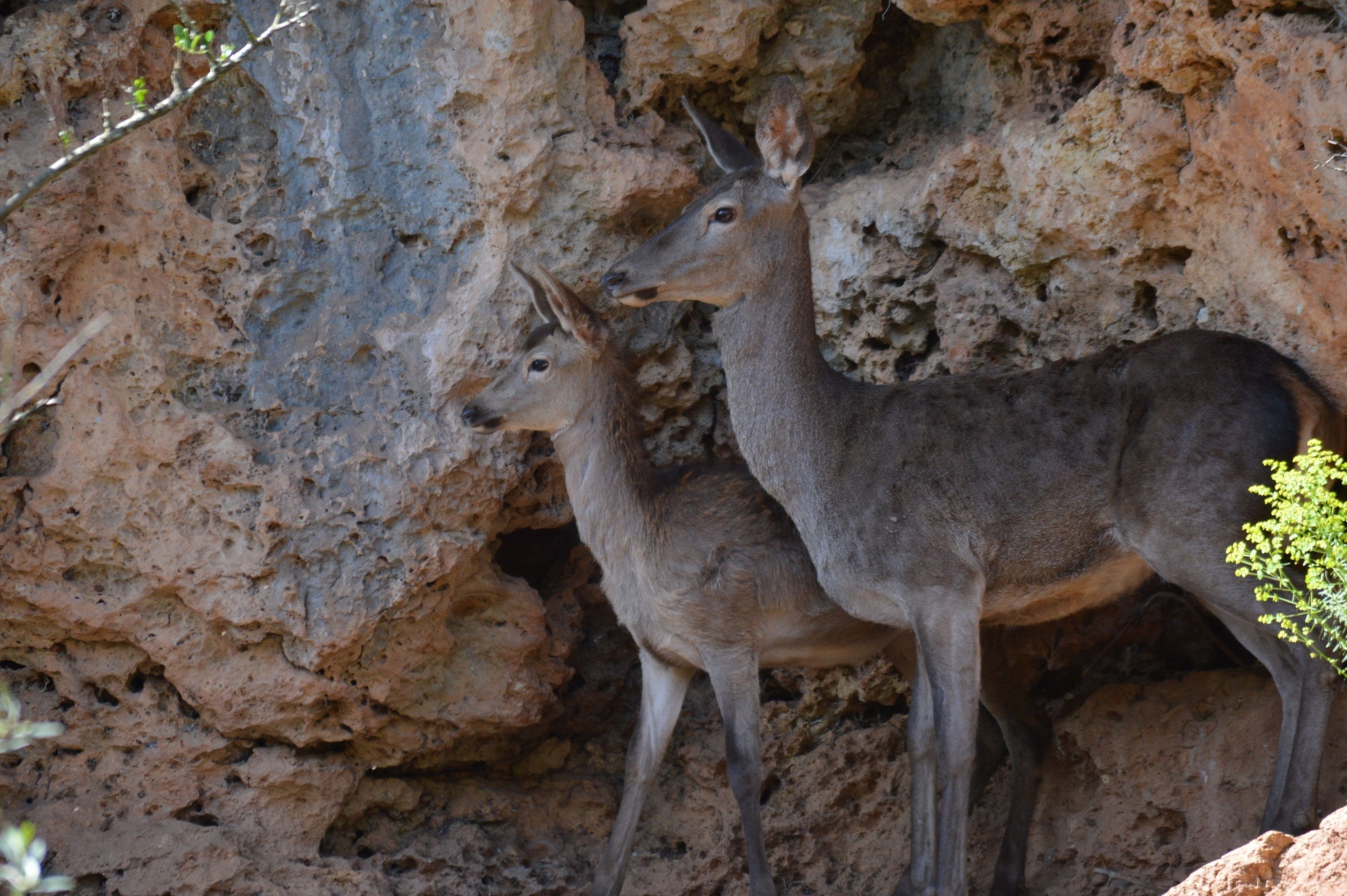 Two deer standing in front of a rocky cliff.