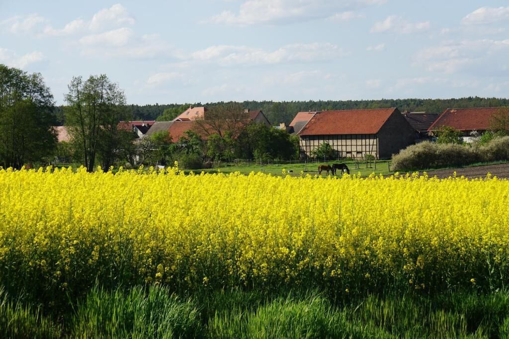 Ein Feld voller gelber Blumen mit Häusern im Hintergrund.