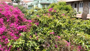 A building with a green facade and a garden with pink flowers. - Bentleys Hotel Colaba (Mumbai)