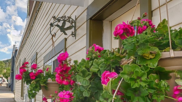 A building with a 'Check in here' sign, hanging flower baskets, and a door. - Country Encounters (Coleman)