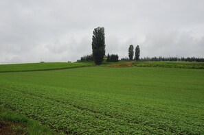 A vast green field with a few trees and a distant building. - Cottage Ken&Mary (Biei)