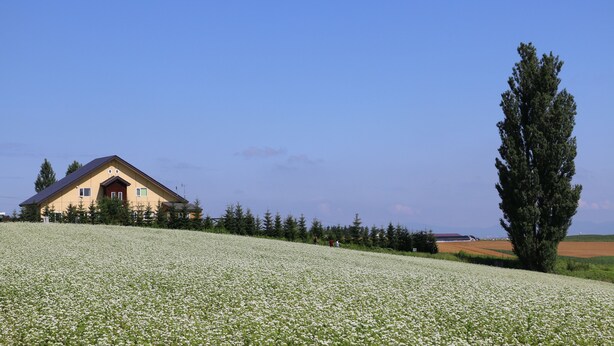 A house on a hill with a field of white flowers in front. - Cottage Ken&Mary (Biei)
