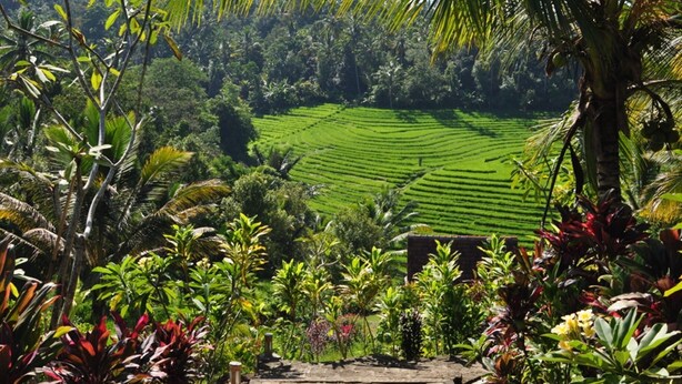 Unclassified image, 1 of 201, button - Bali Lush (Selemadeg)