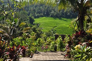 View from property - Bali Lush (Selemadeg)