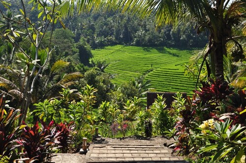 Bali Lush