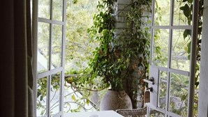 Una habitación con una mesa blanca, sillas de mimbre, una planta grande en maceta y vistas al verdor exterior.