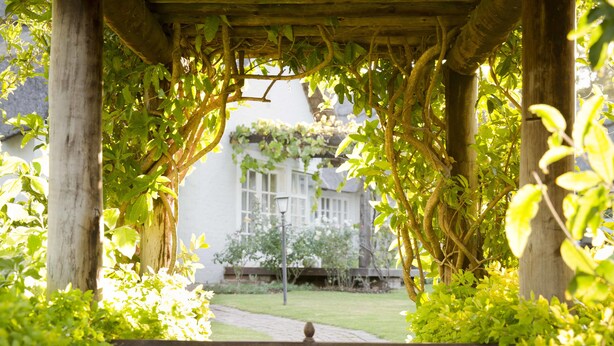 Una pérgola de madera con plantas trepadoras, un sendero y un edificio al fondo.
