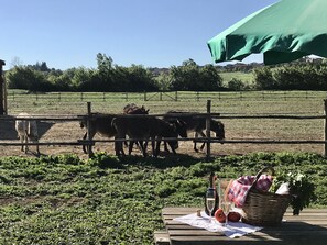 Aperto a pranzo e cena, cucina regionale