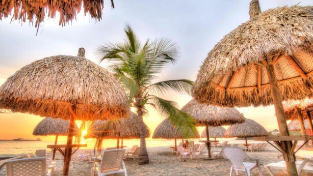 Une plage avec des parasols en chaume, des chaises longues et un palmier.