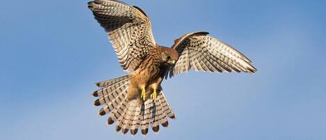 A bird of prey in flight with outstretched wings against a clear sky.