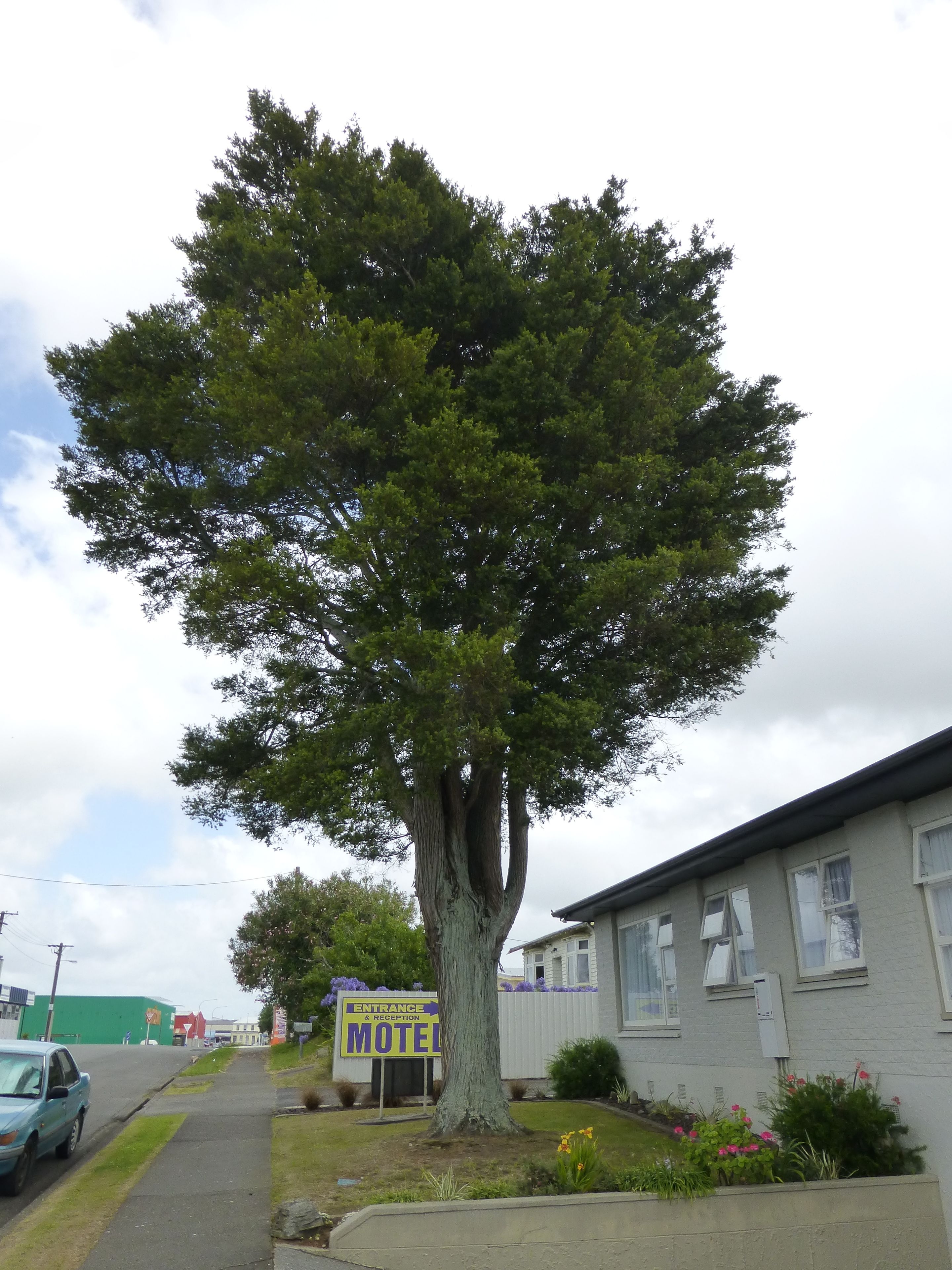 A motel with a large tree in front, a sign indicating the entrance and reception, and a building with windows.