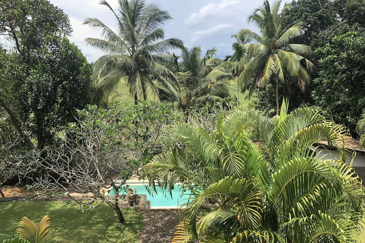 A lush garden with a pool surrounded by palm trees and various greenery.