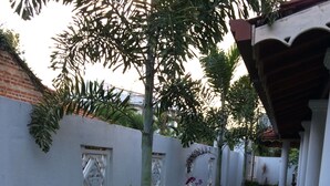 A courtyard with a white wall, potted plants, and a small tree. - Sunrise Palace (Negombo)
