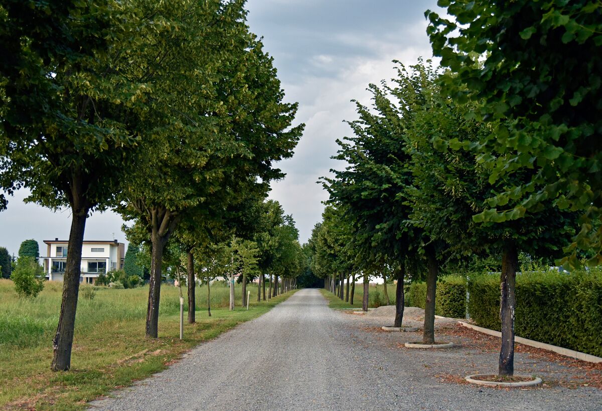 A tree-lined road with a gravel path and a building in the background.