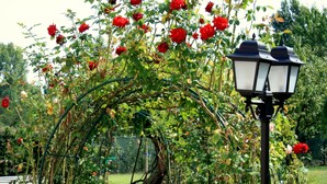 A garden with a rose archway and a street lamp. - Agriturismo Argaland (Parma)