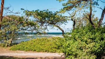 A coastal path with dense greenery and trees leading to the ocean.
