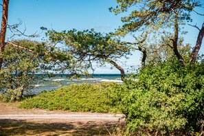 A coastal path with dense greenery and trees leading to the ocean.