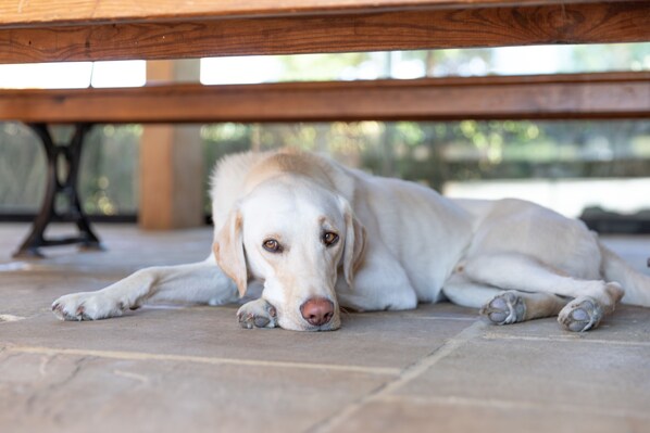 Un perro descansando debajo de una mesa de madera.
