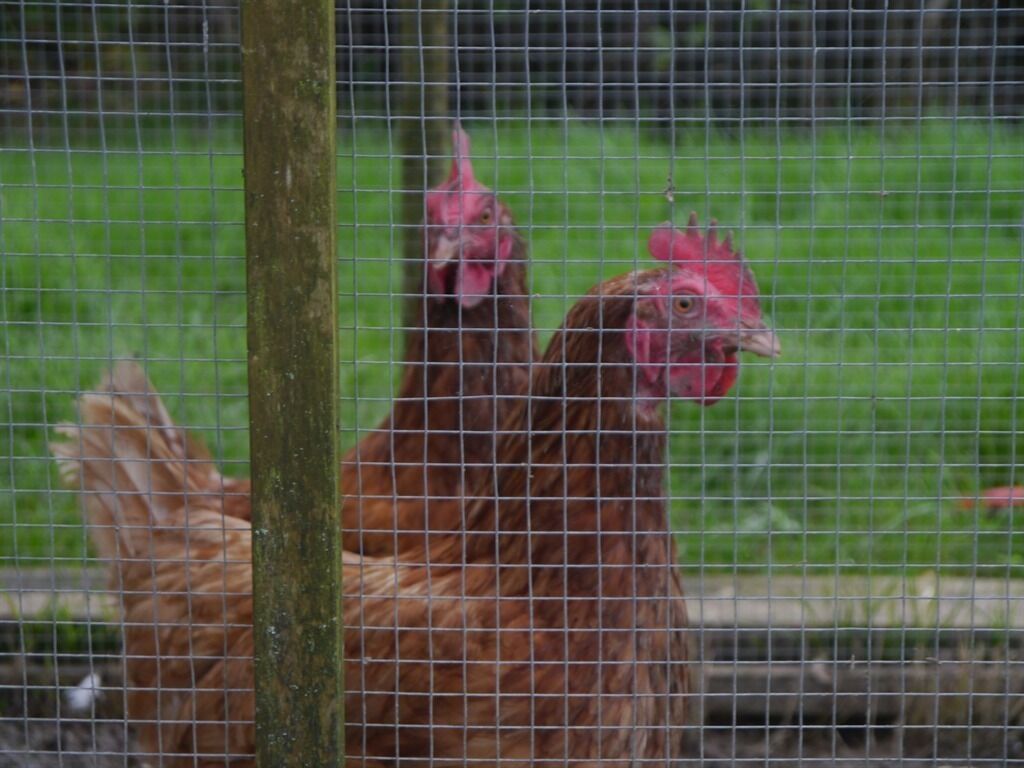 A chicken coop with wire fencing and a wooden post.