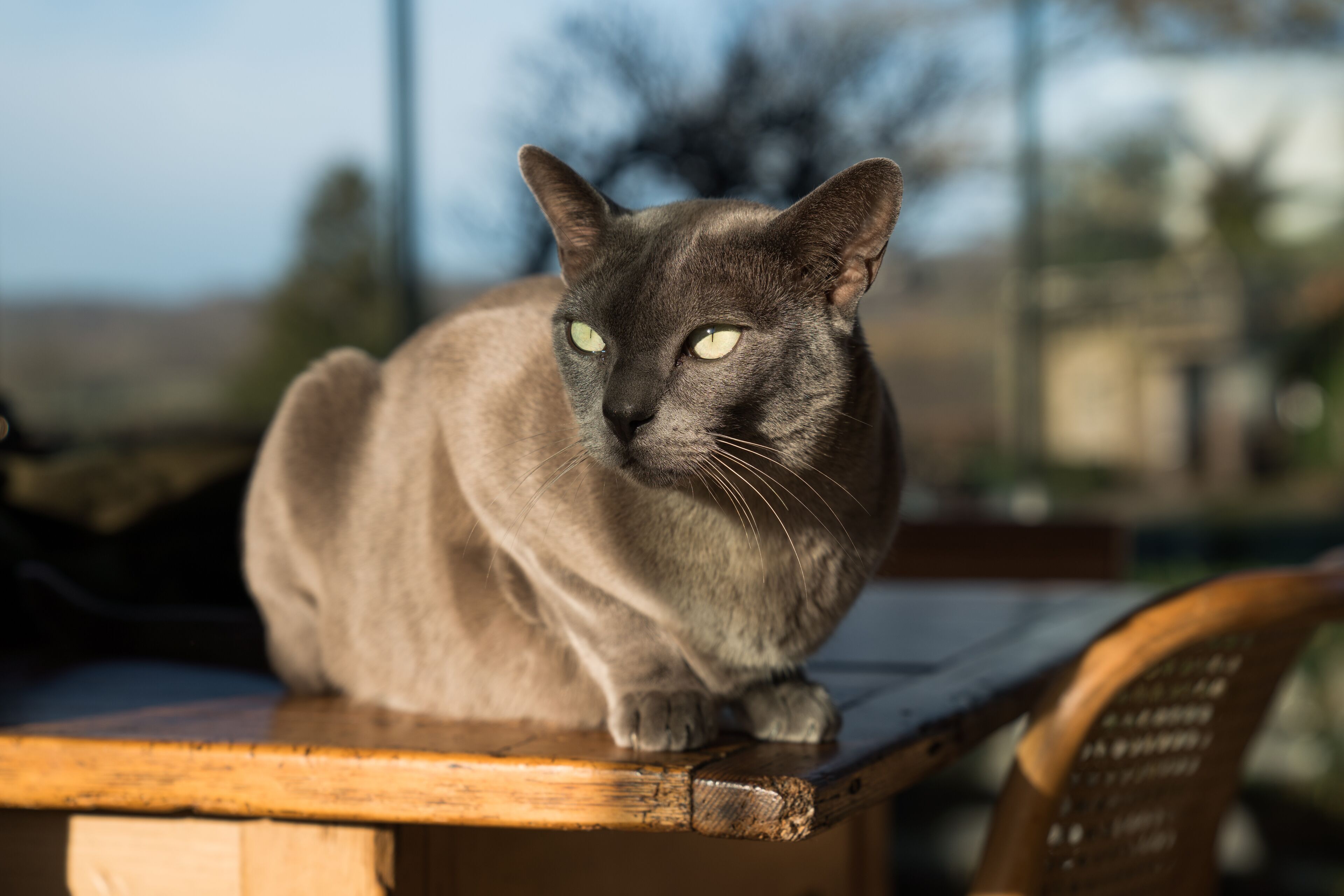 A gray cat sitting on a wooden bench.