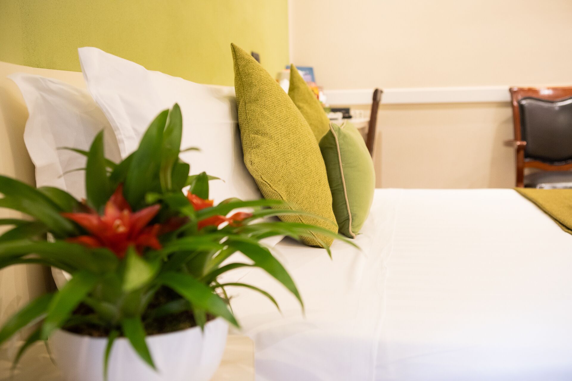Un lit avec une literie blanche et deux oreillers verts, une plante en pot aux feuilles vertes et aux fleurs rouges, et une chaise en bois à l’arrière-plan.
