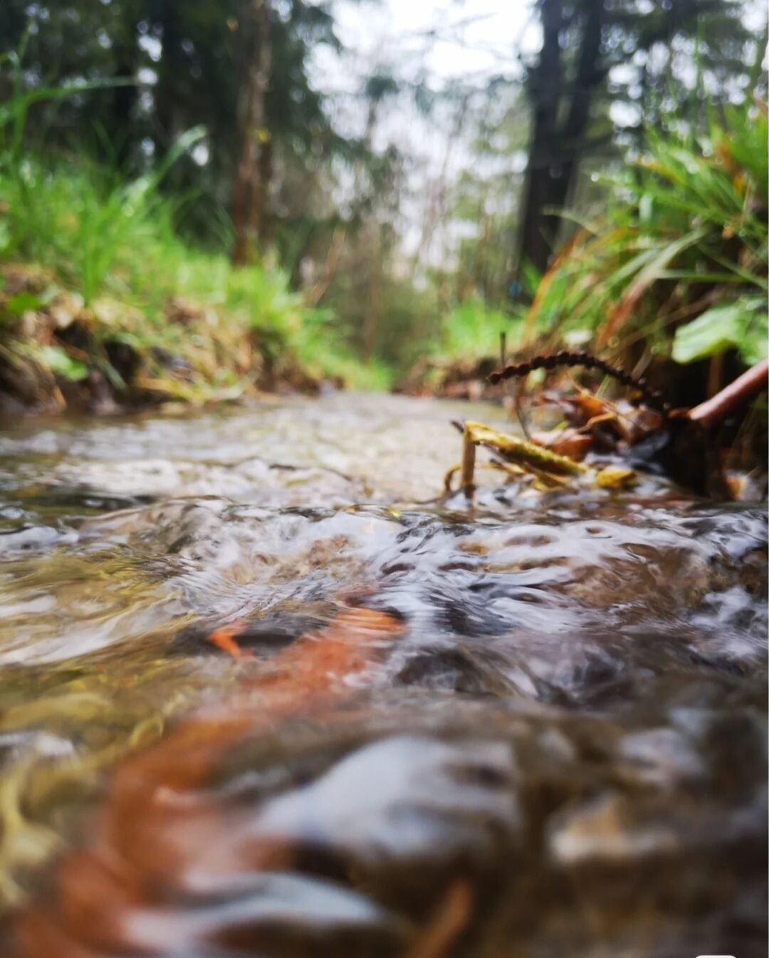 Un arroyo en un área boscosa con agua cristalina y abundante vegetación.