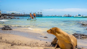 Escena de playa con un lobo marino en la arena, un muelle con gente haciendo paddleboard y barcos en el agua.