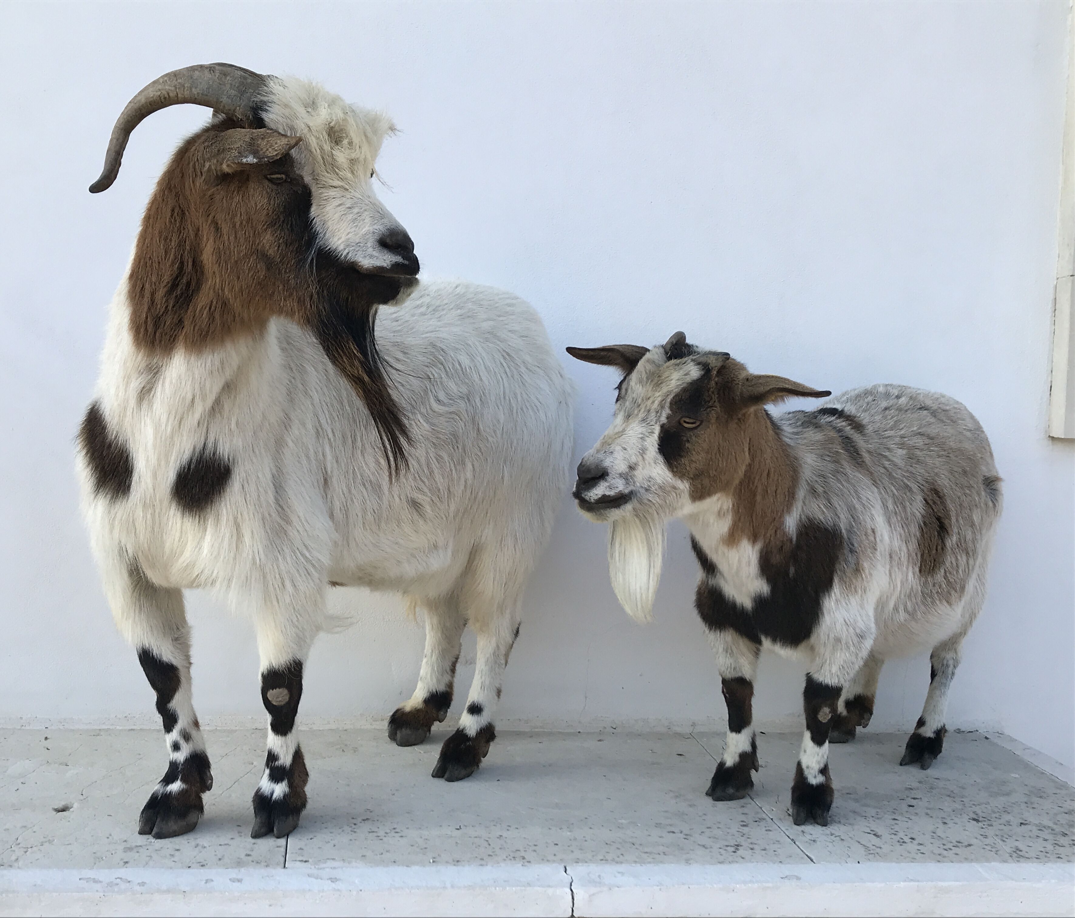 Two goats standing against a plain wall.
