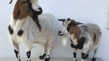 Two goats standing against a plain wall.