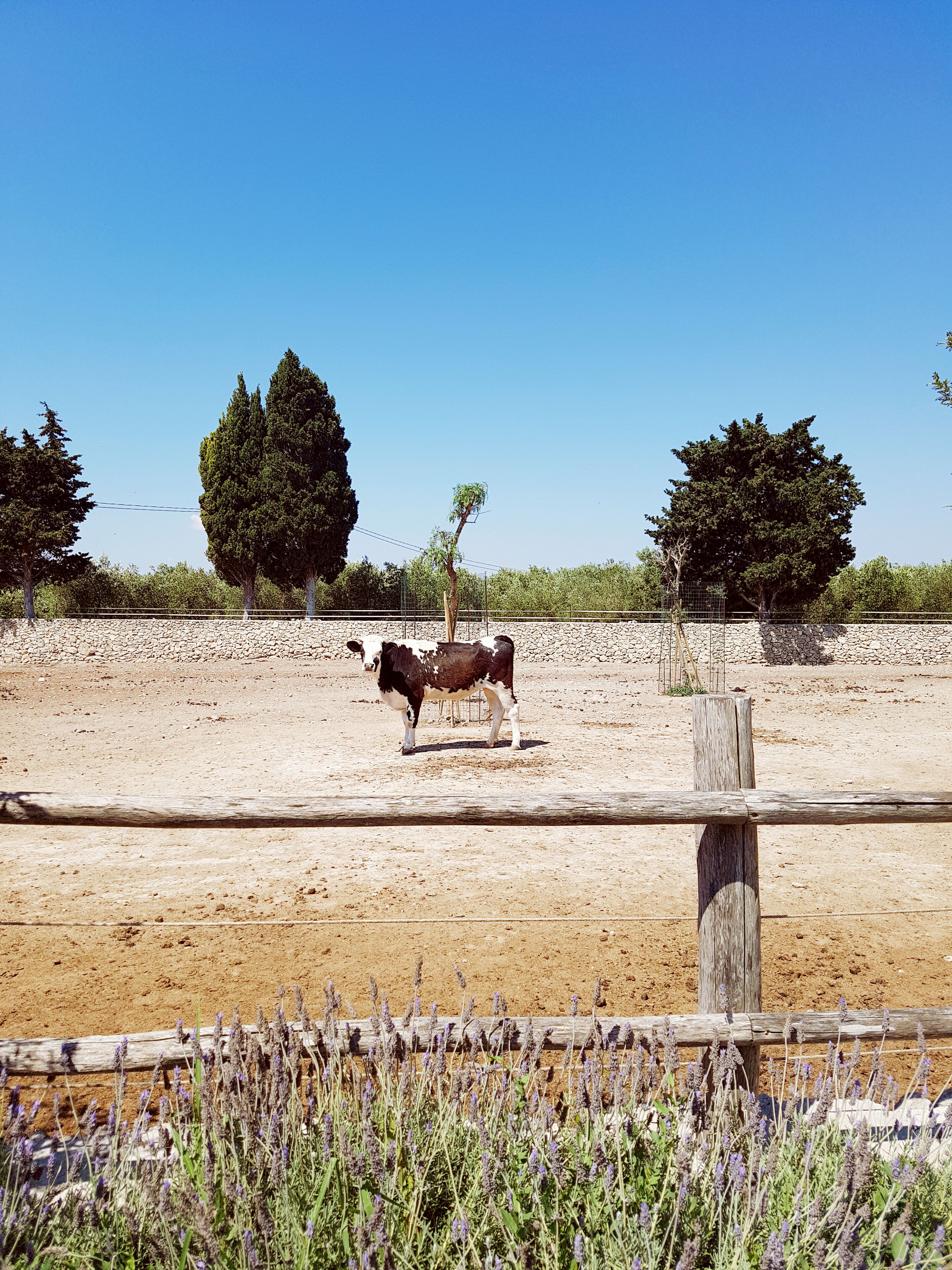 Una vaca de pie en un área cercada, con un muro de piedra y árboles al fondo.