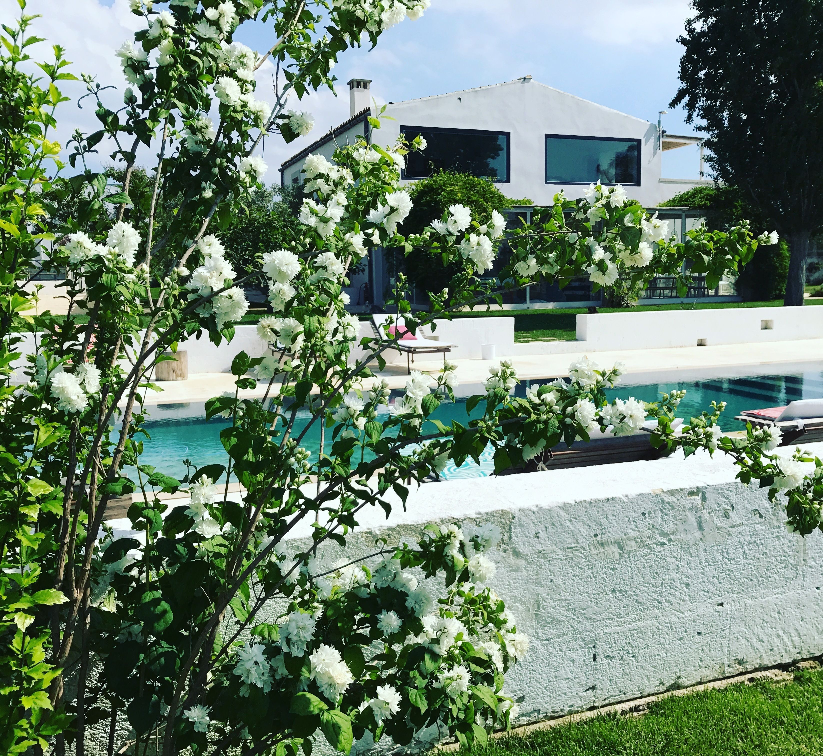 A modern house with a swimming pool, surrounded by lush greenery and white flowers.