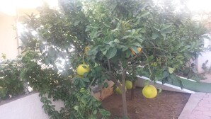 A tree with several yellow fruits, surrounded by dense green foliage. - Pinus Otel (Antalya)