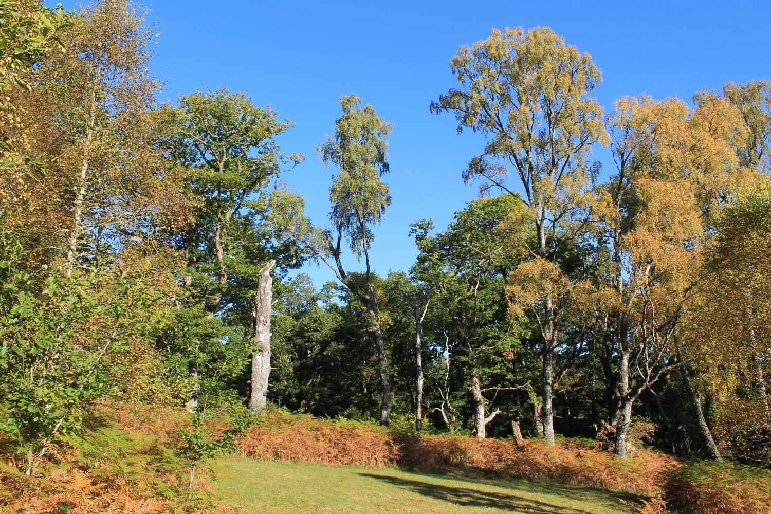 A natural landscape with a variety of trees and a grassy area.
